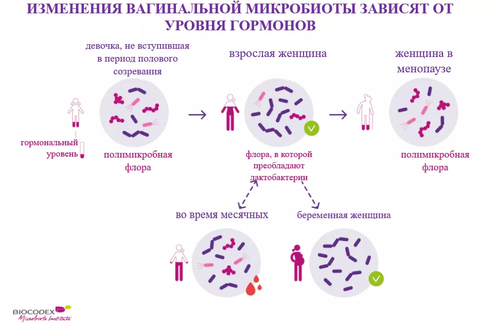 ПРОБИОТИКИ В ГИНЕКОЛОГИИ